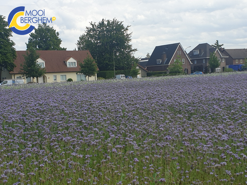 bloemenzee02