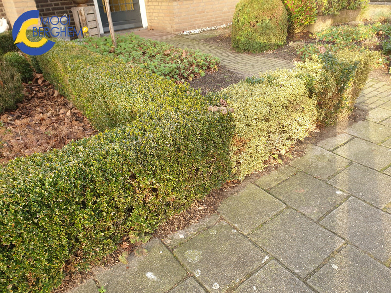 drollenbuxus 2