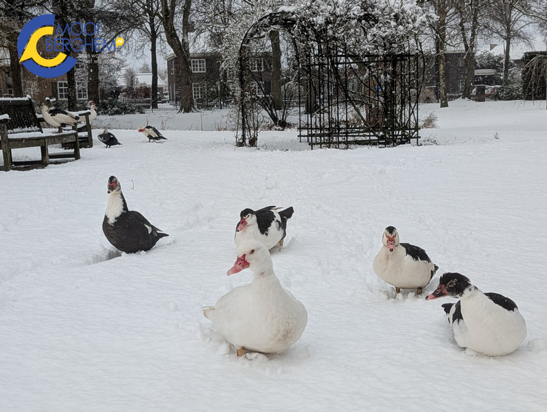 Winterse taferelen in Berghem door aanhoudende sneeuwval