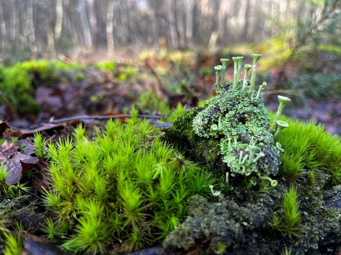 Natuurwandeling Mossen en Korstmossen in Herperduin