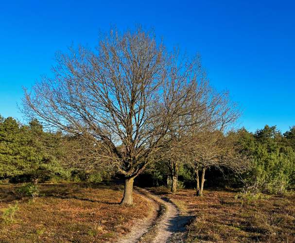 Winterse wandeling met snert door Bergse hei op 25 januari!
