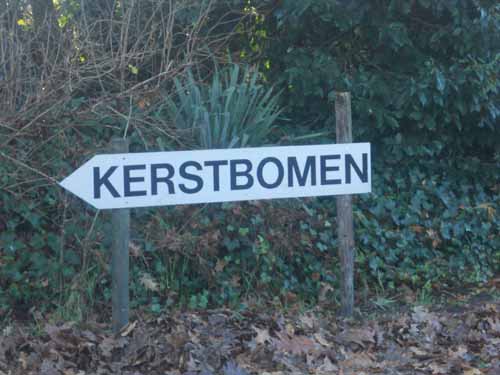 kerstbomen01