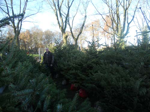 kerstbomen03