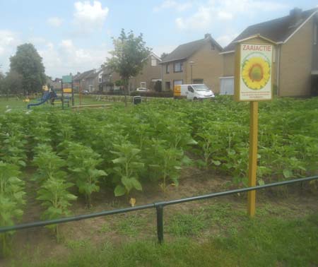 zonnebloem2014