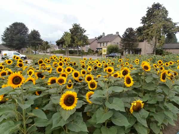 zonnebloemen2014a