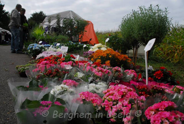 halvemorgenstraat04