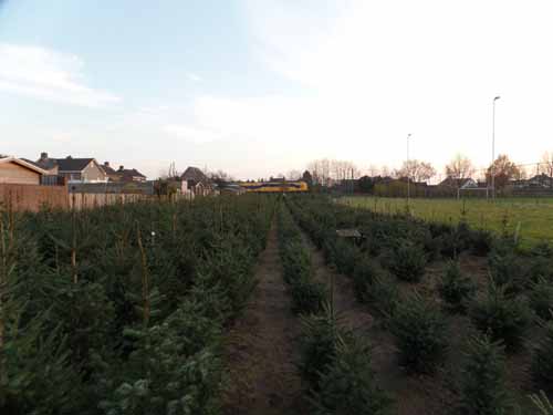 kerstbomenvossenbos02