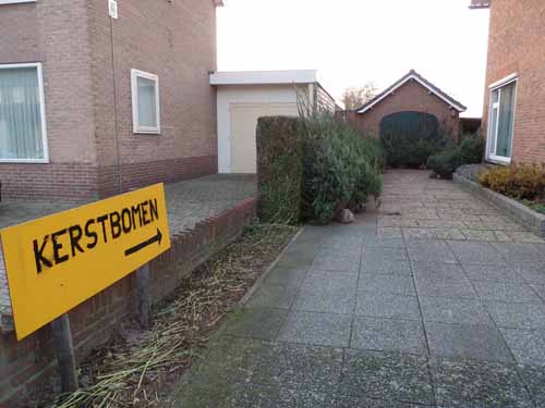 kerstbomenvossenbos04